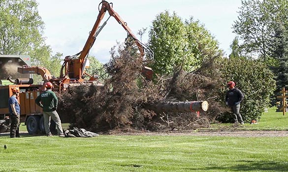 tree removal anchorage
