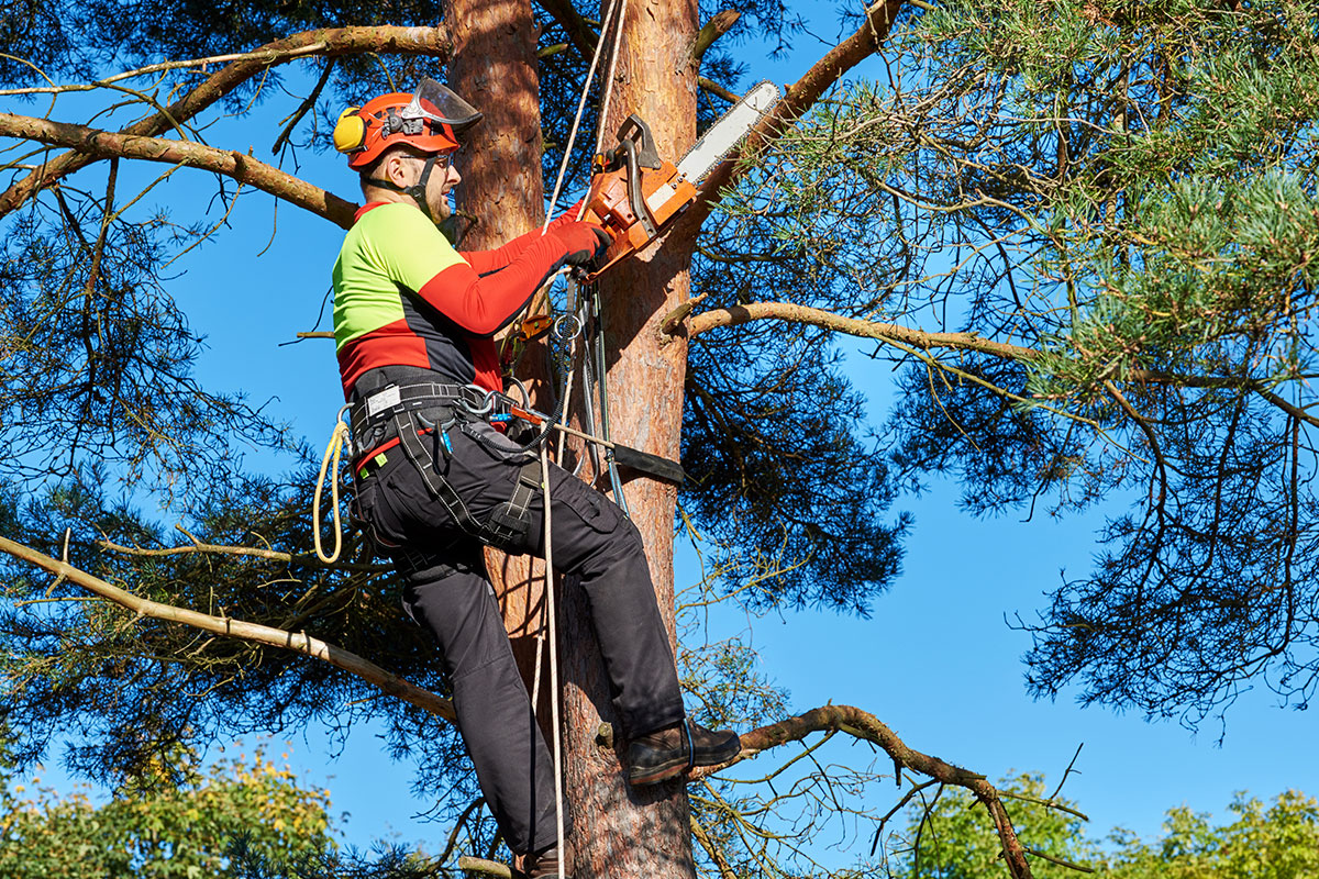 tree care arborist