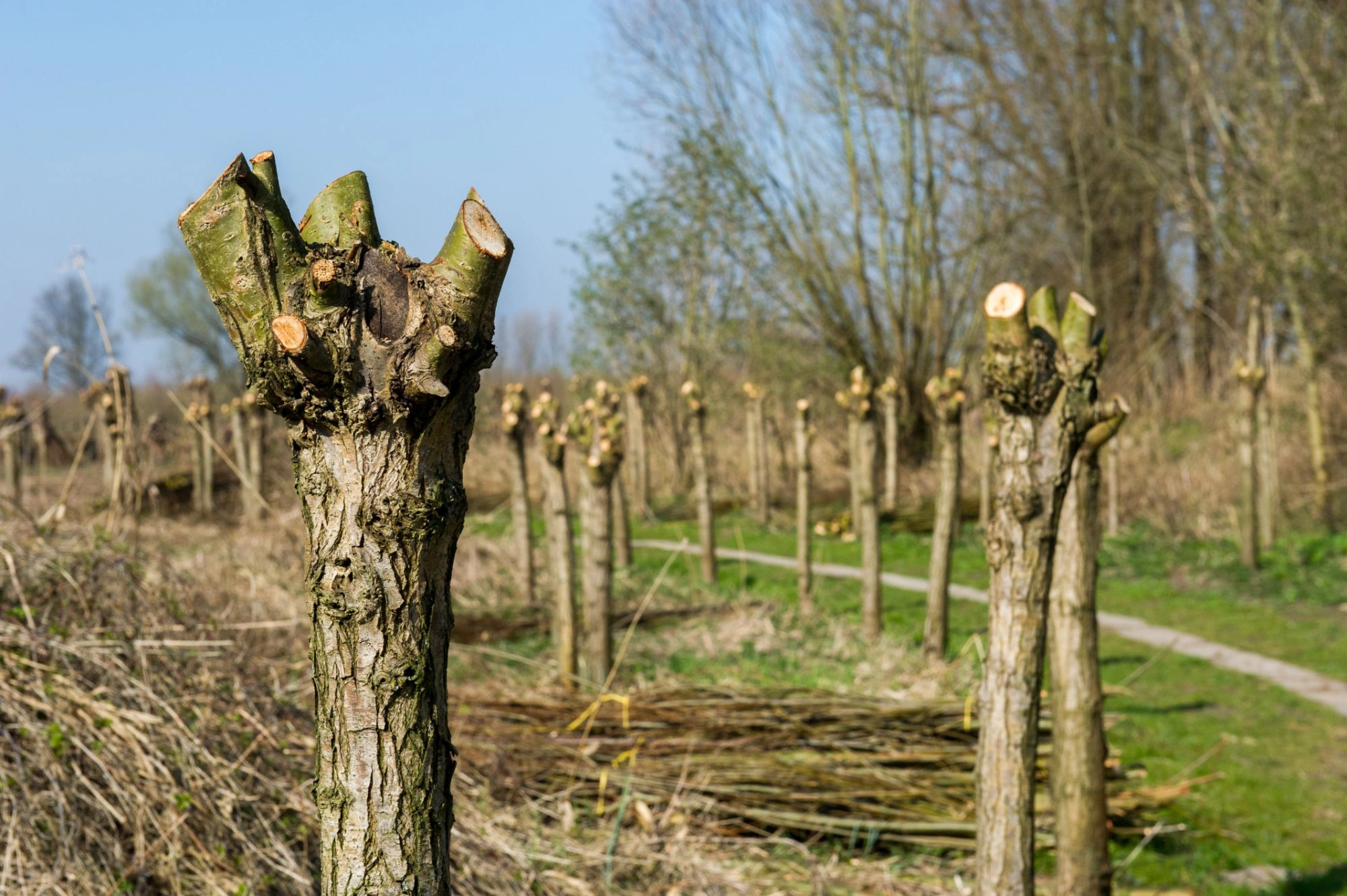 pollarding trees