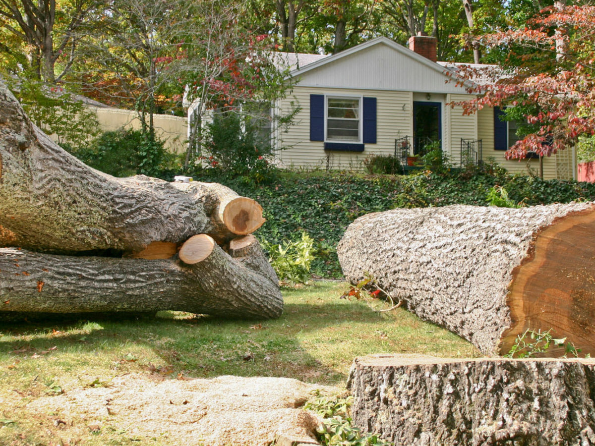 cut trees near me