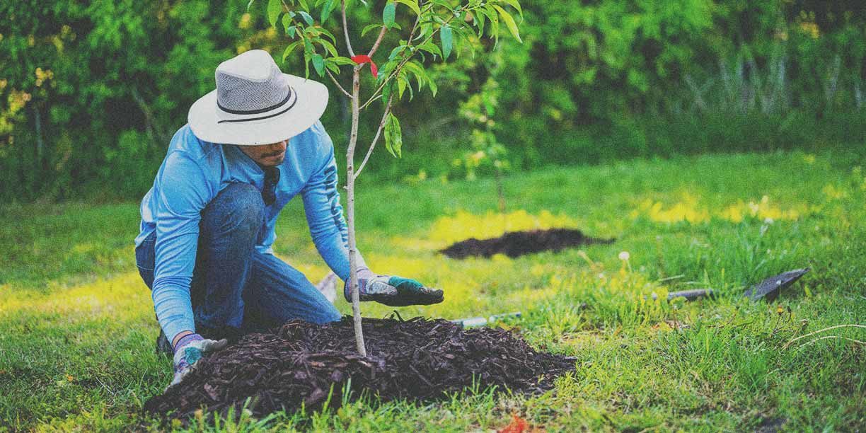 tree planting services