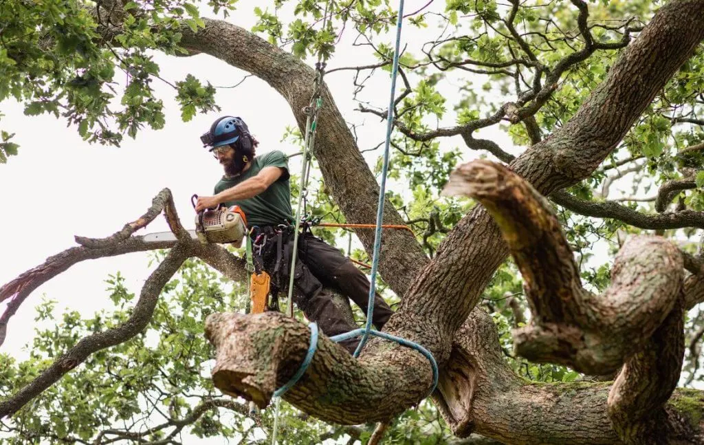 tree services appleton