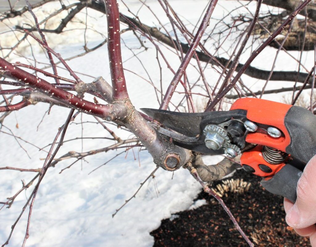 trimming trees in winter