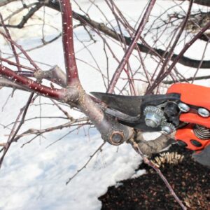 trimming trees in winter