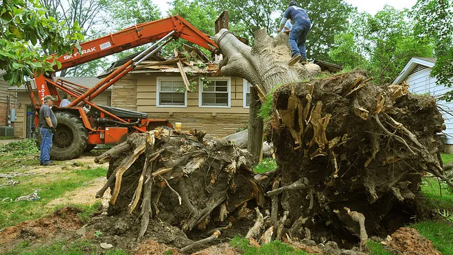 tree removal financing near me