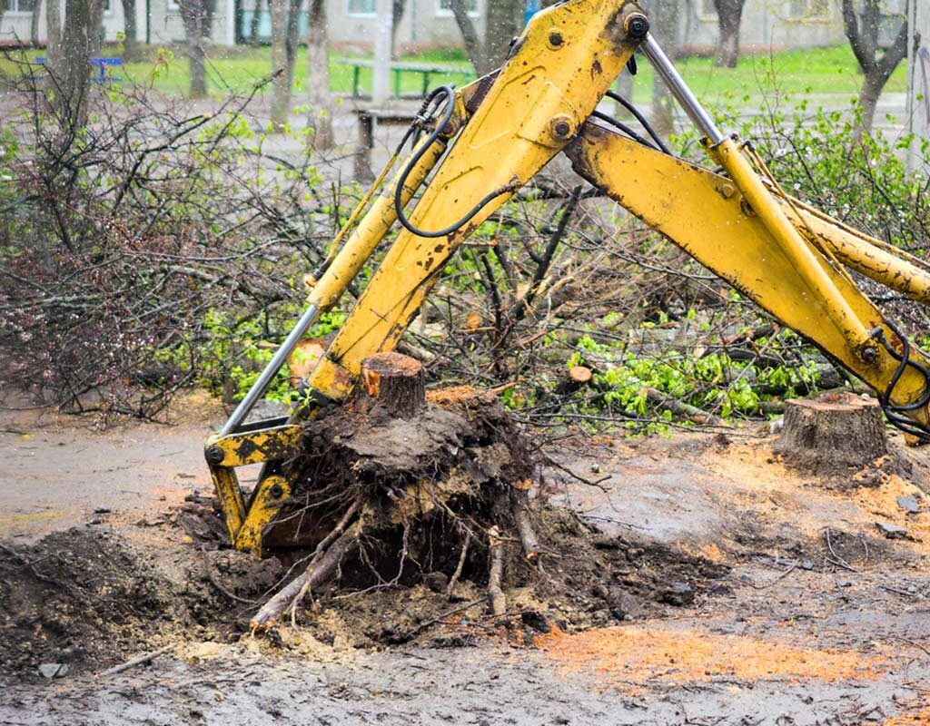 root removal