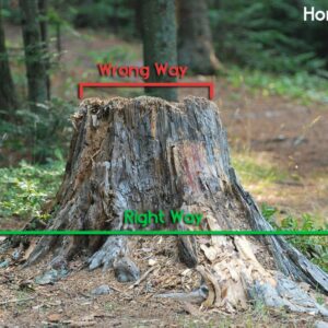 tree stump removal cost