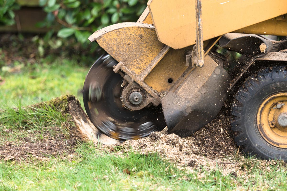 tree stump removal cost