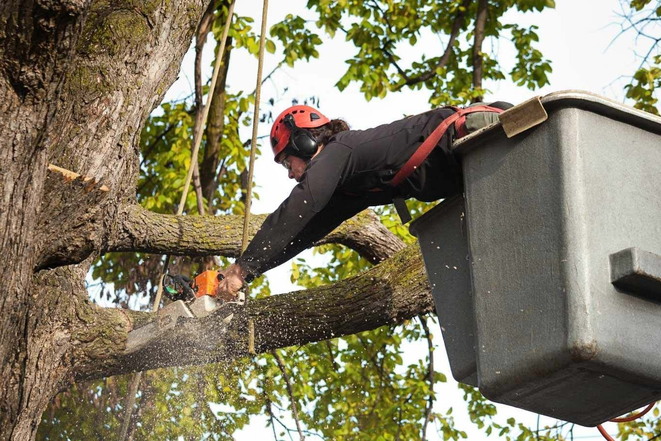 cut trees near me