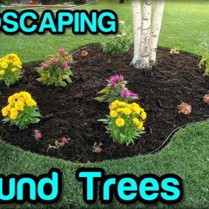 ideas for landscaping around trees