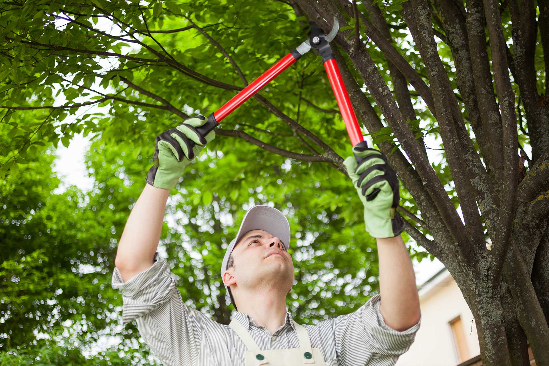 tree trimming vs pruning