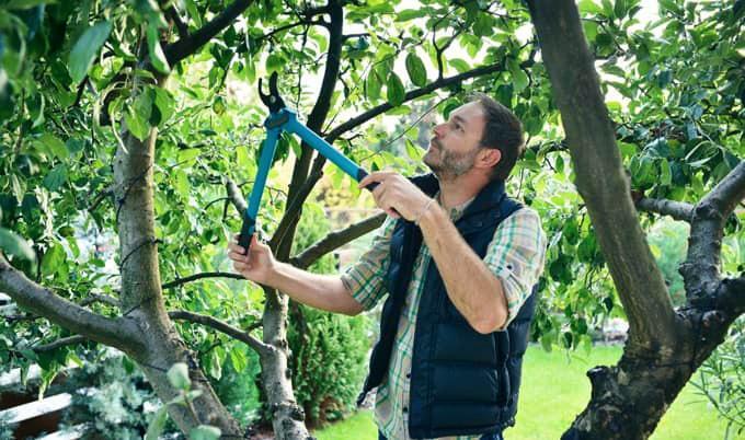 tree trimming vs pruning