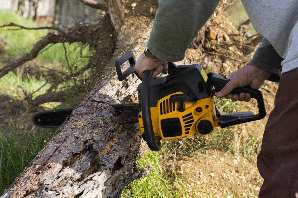 professional tree care