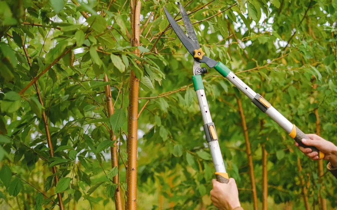 tree pruning vs trimming