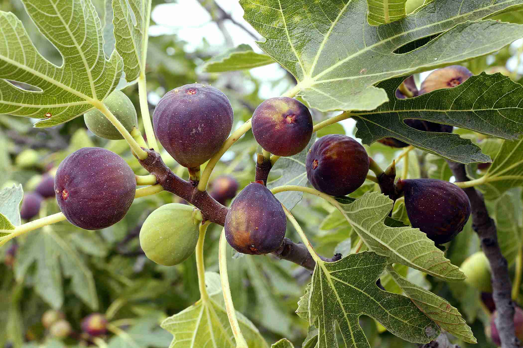 fig tree planting guide australia