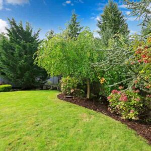 fast growing privacy trees florida