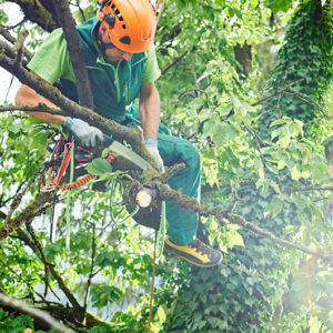 tree cutting service