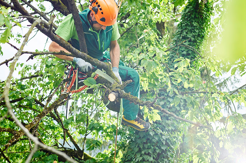 tree cutting service