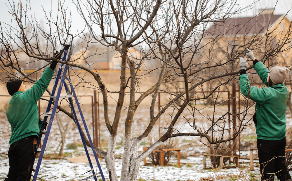 trimming trees in winter