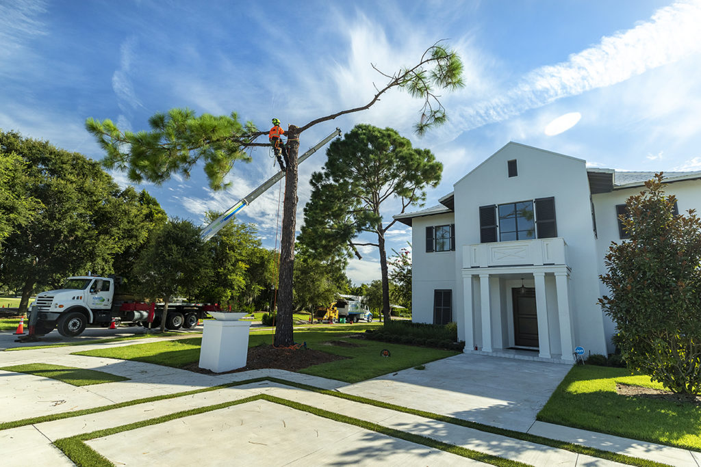 residential tree service