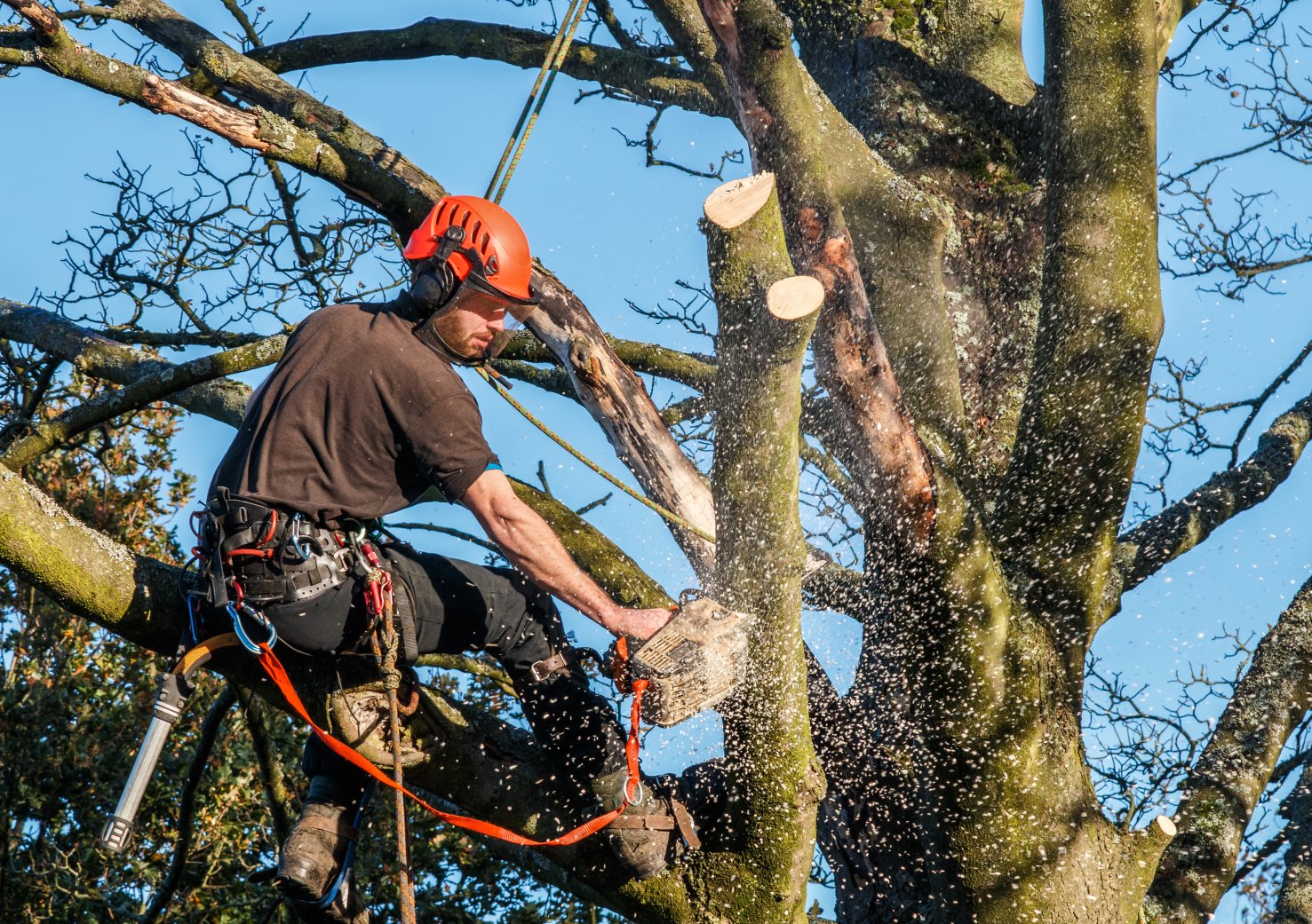 tree surgeon