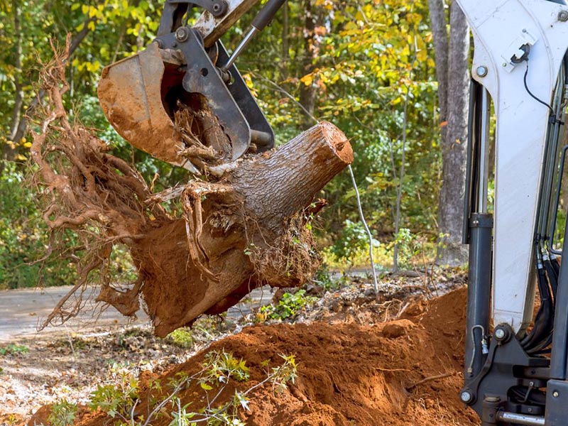 tree stump removal service