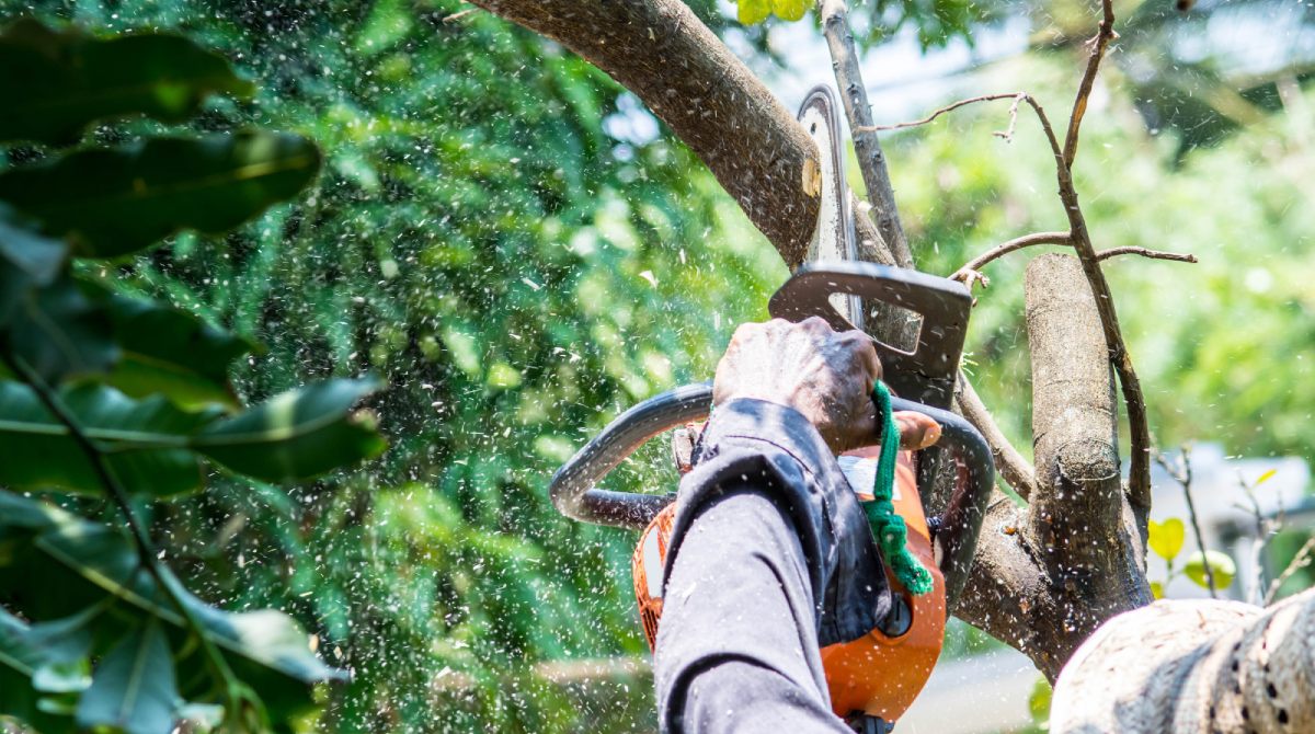 tree care near me