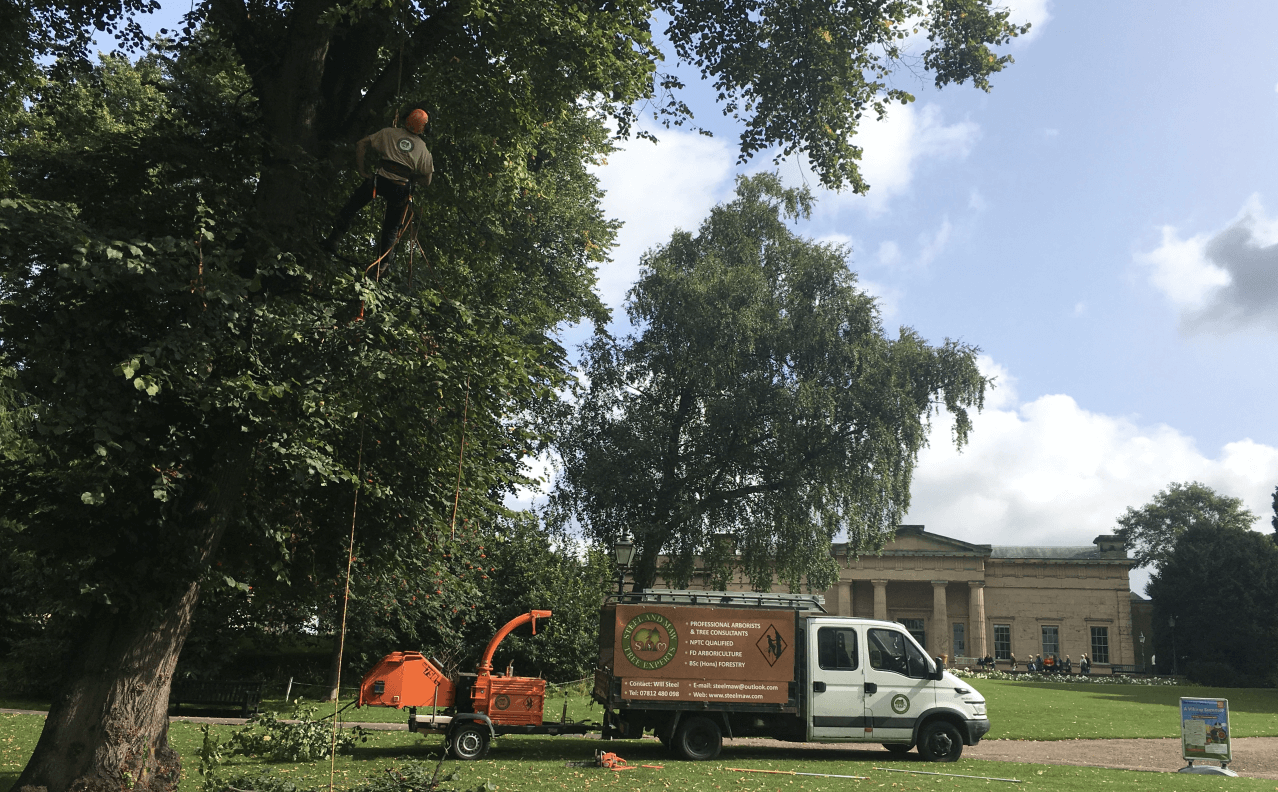 tree care specialist near me