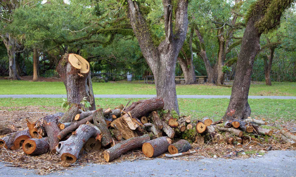 top tier tree service