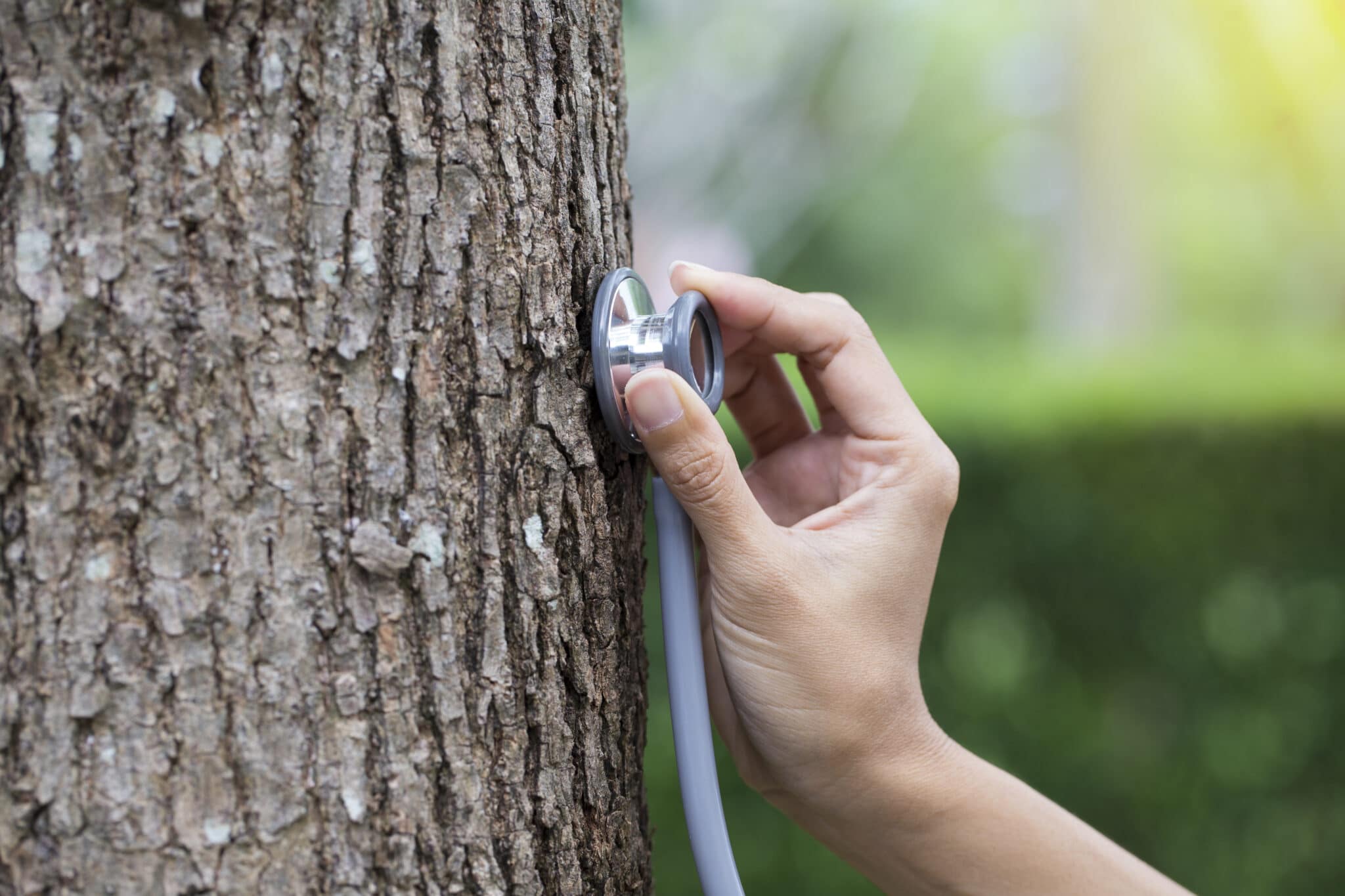 tree doctor near me