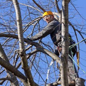 tree lopping near me