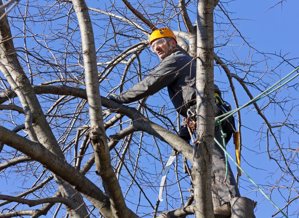 tree lopping near me