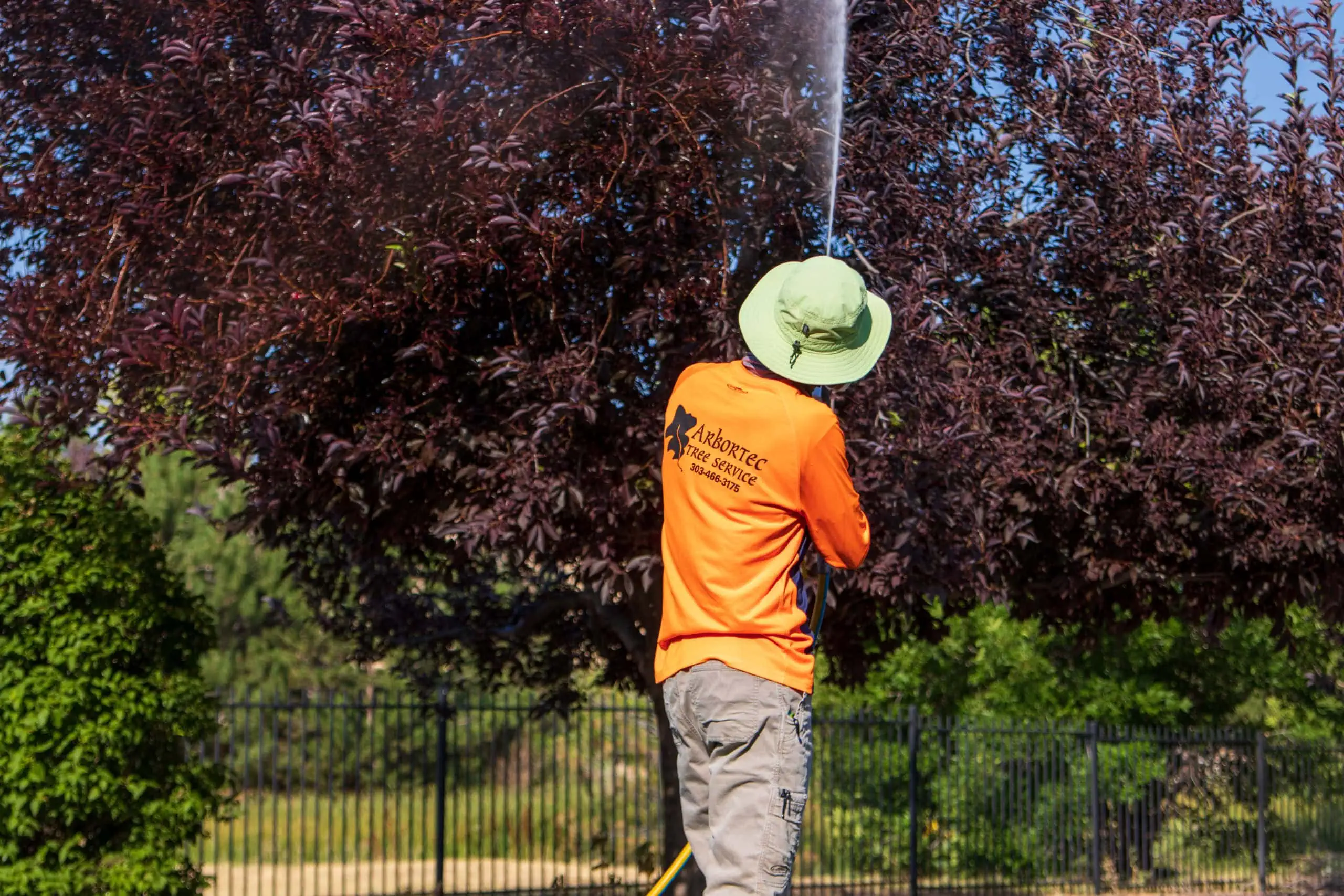 tree care specialist near me