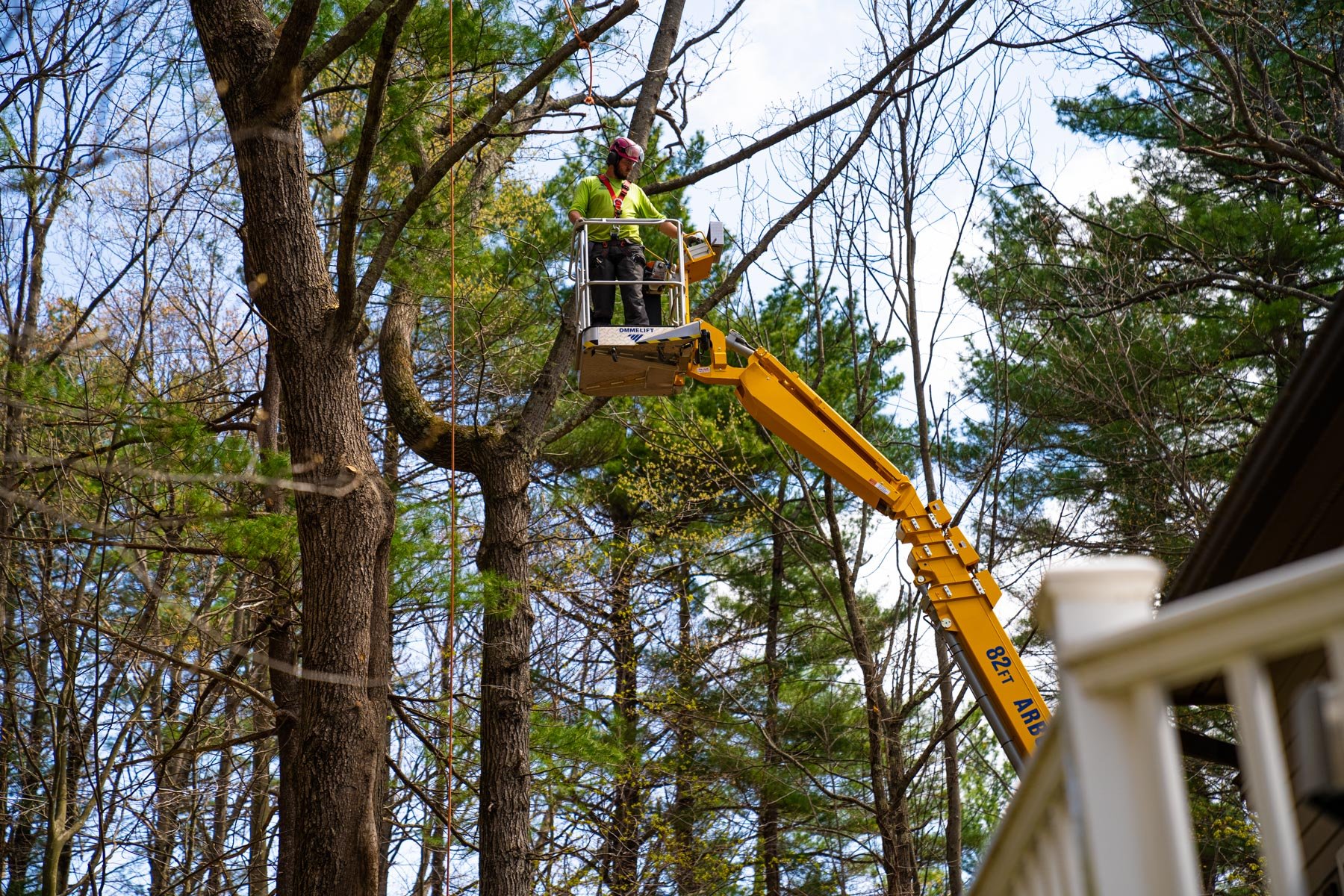 professional tree service