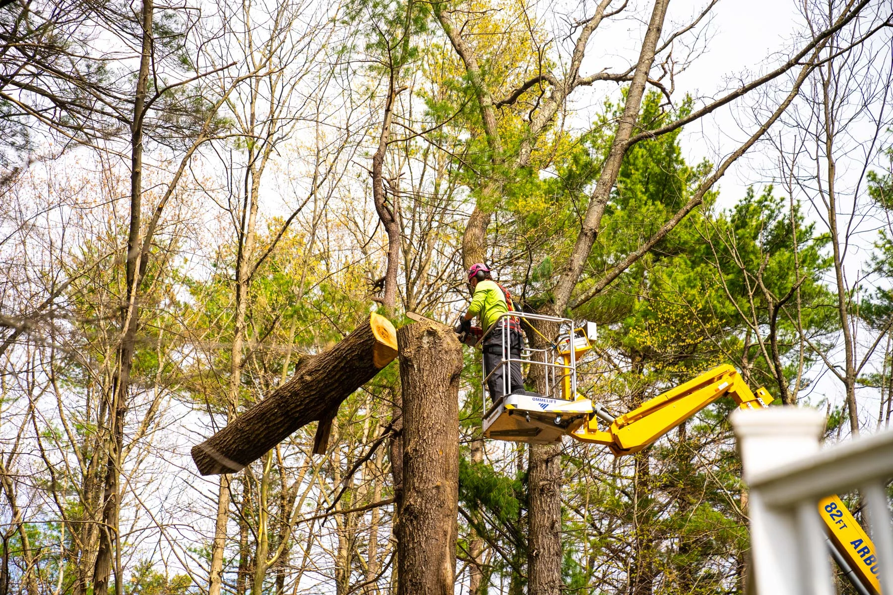 tree removal service