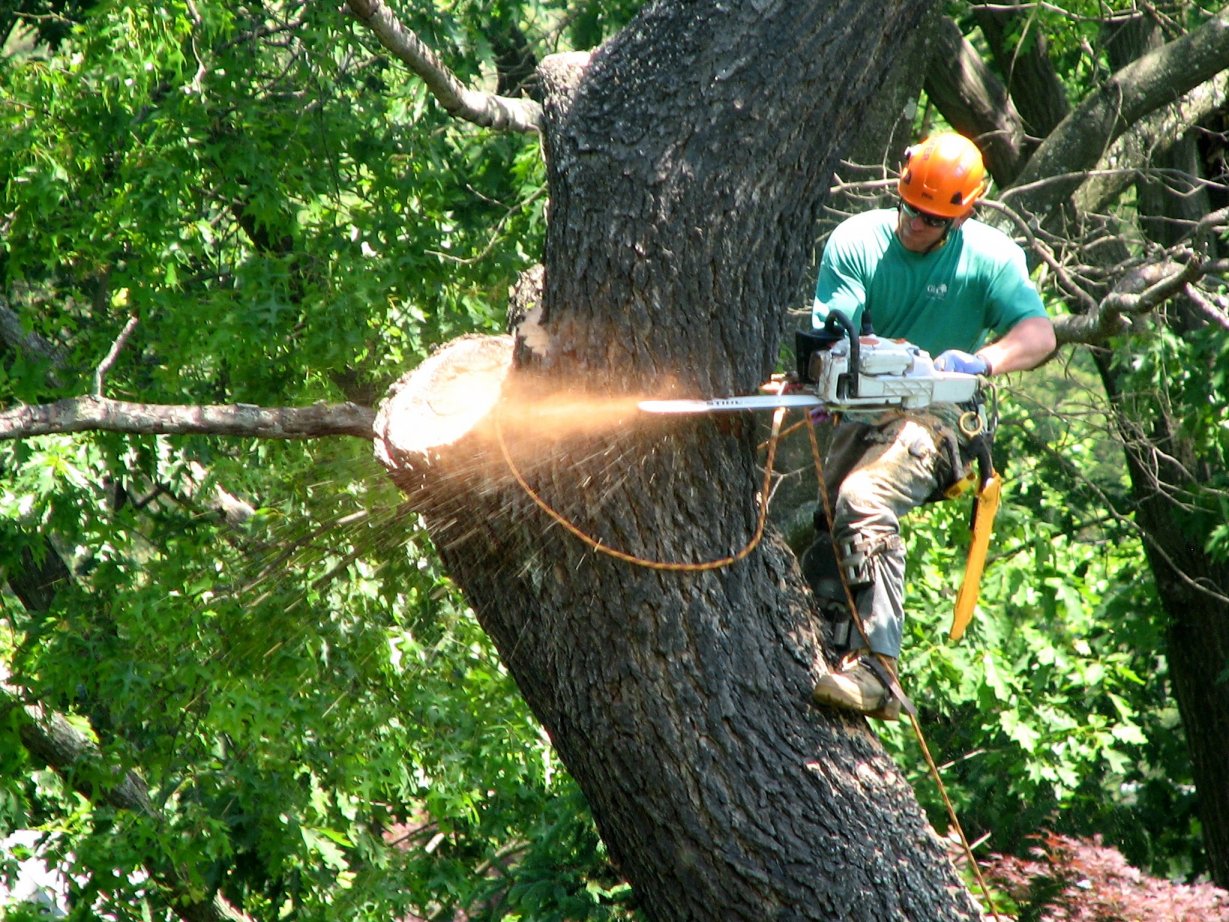 most affordable tree service near me