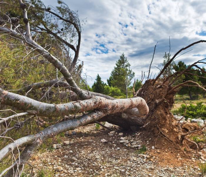 tree removal anchorage
