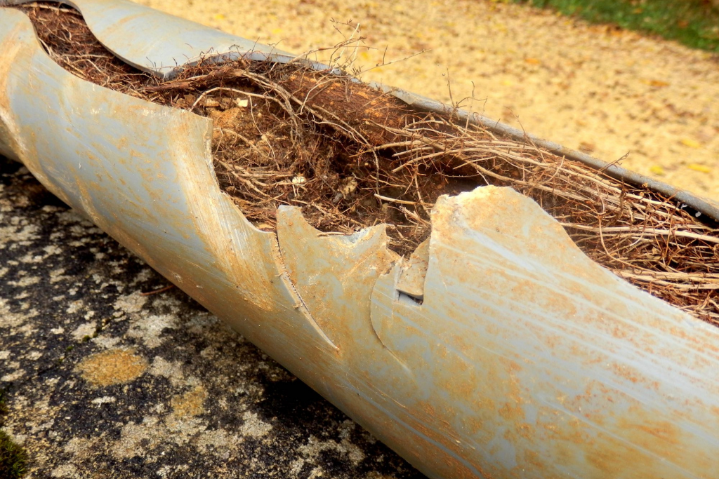 tree roots in sewer line
