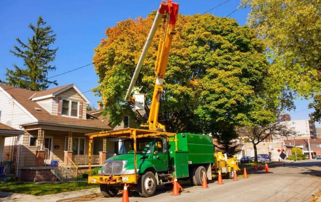 tree service appleton wi
