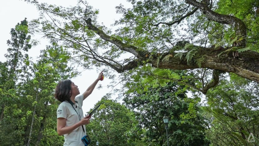 tree doctor near me