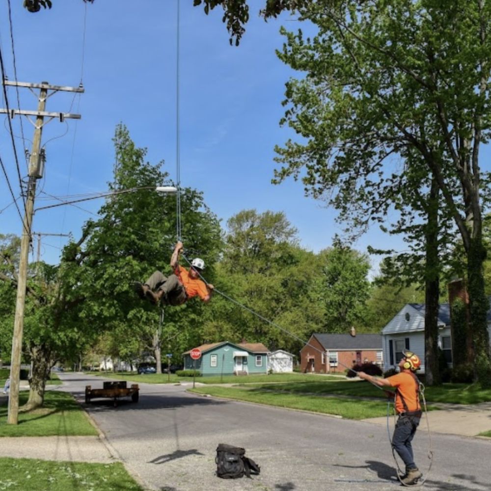 tree service elyria
