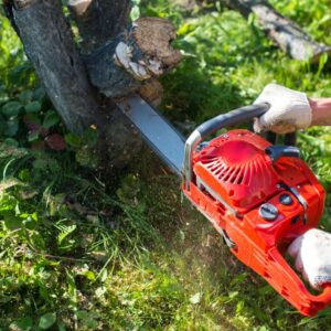 cheap tree service near me