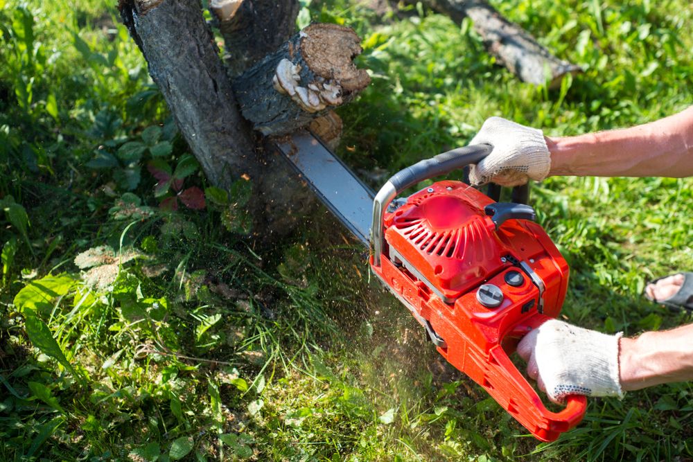 cheap tree service near me