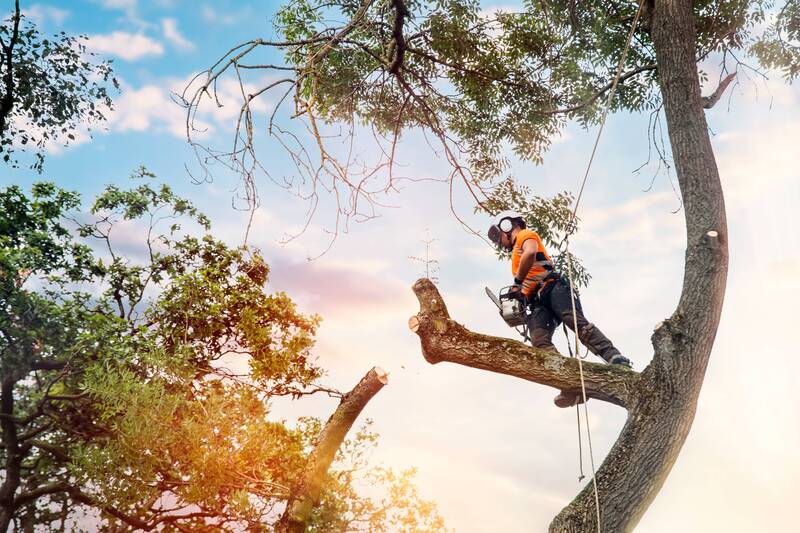 tree pruning examples