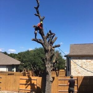 cheap tree removal near me