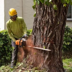 arborist cost