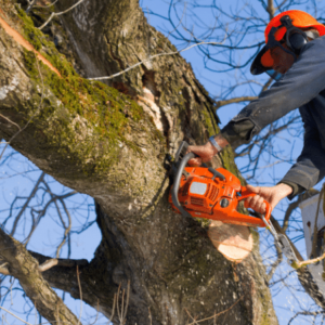 tree pruning types