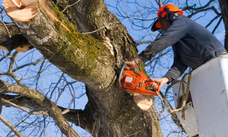 tree pruning types