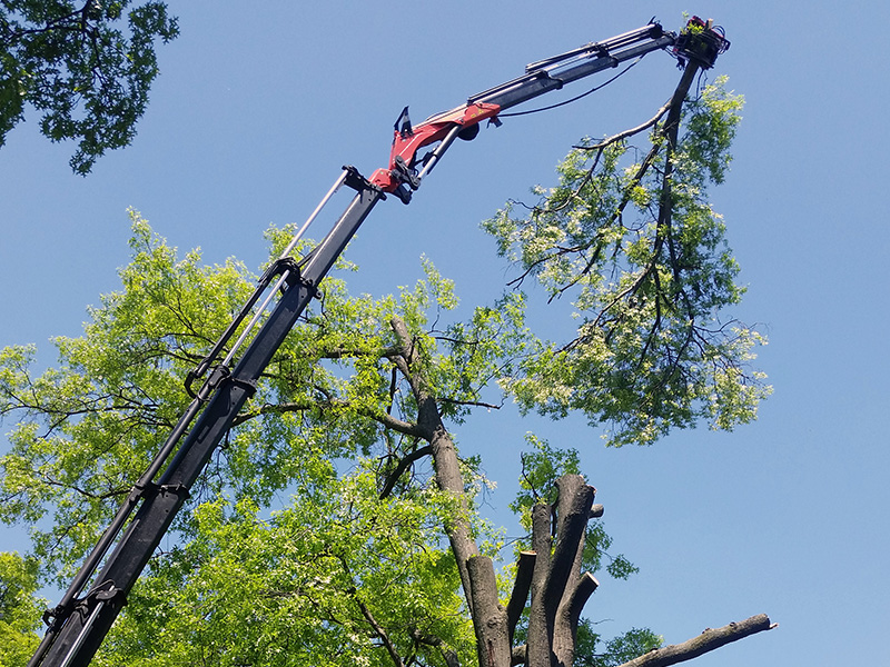 Residential tree removal equipment