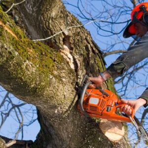 tree service elyria